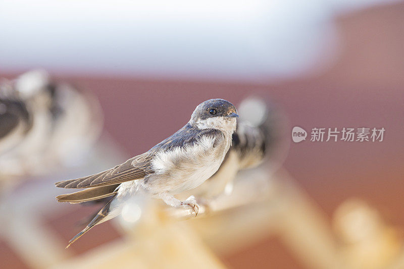 谷仓燕子(Hirundo rustica)在我的窗口靠近。躺在我的衣架上